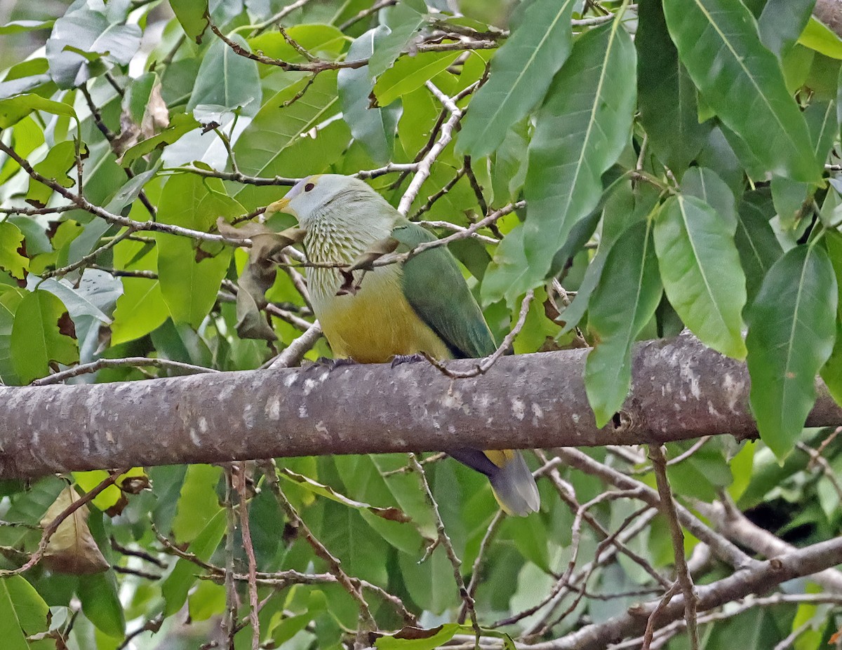 Raiatea Fruit-Dove - ML621657208