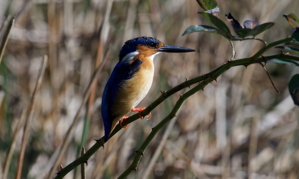 Malagasy Kingfisher - ML621657209