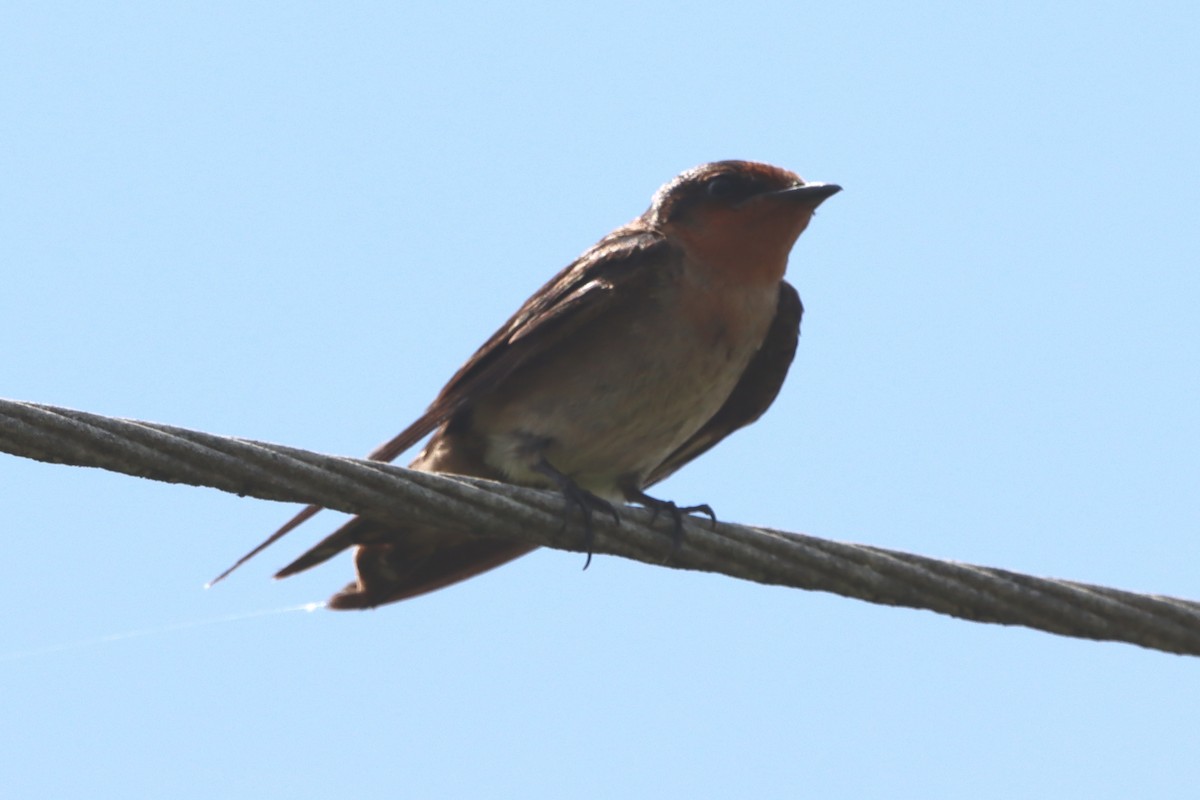 Pacific Swallow - ML621657213