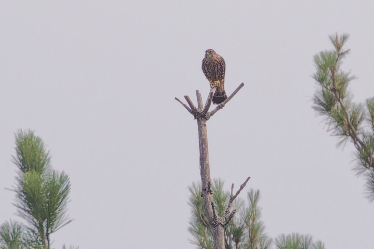 Merlin - ML621657216