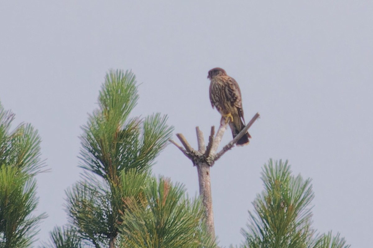 Merlin - ML621657217