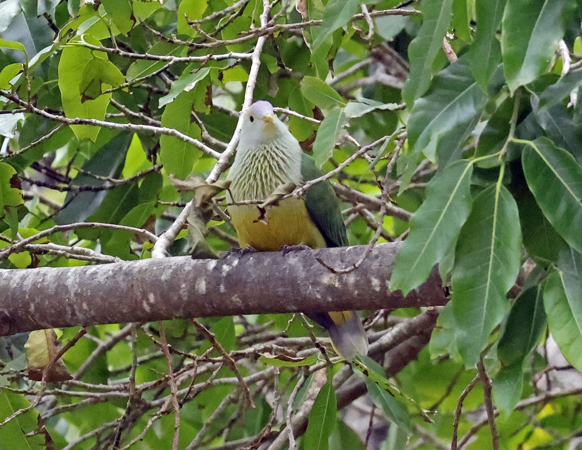 Raiatea Fruit-Dove - ML621657229