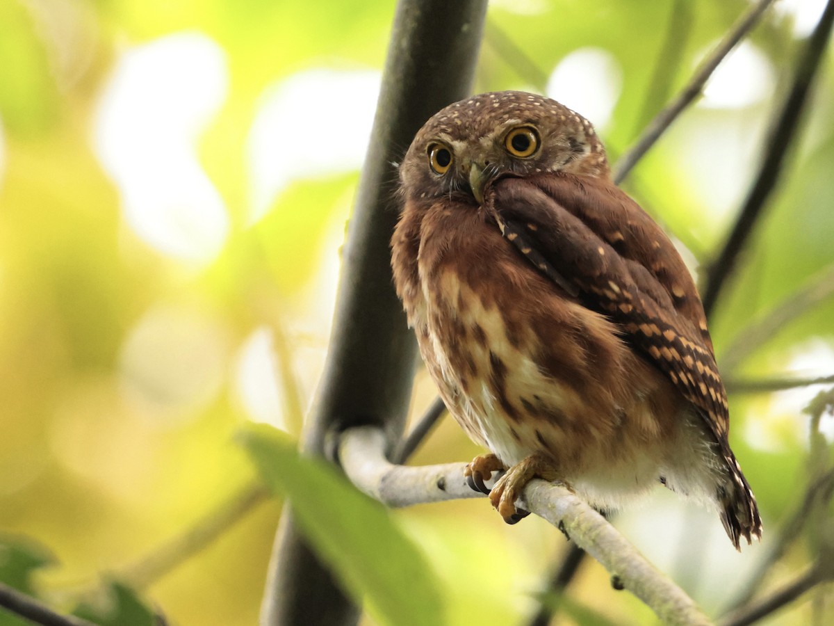 Andean Pygmy-Owl - ML621657269