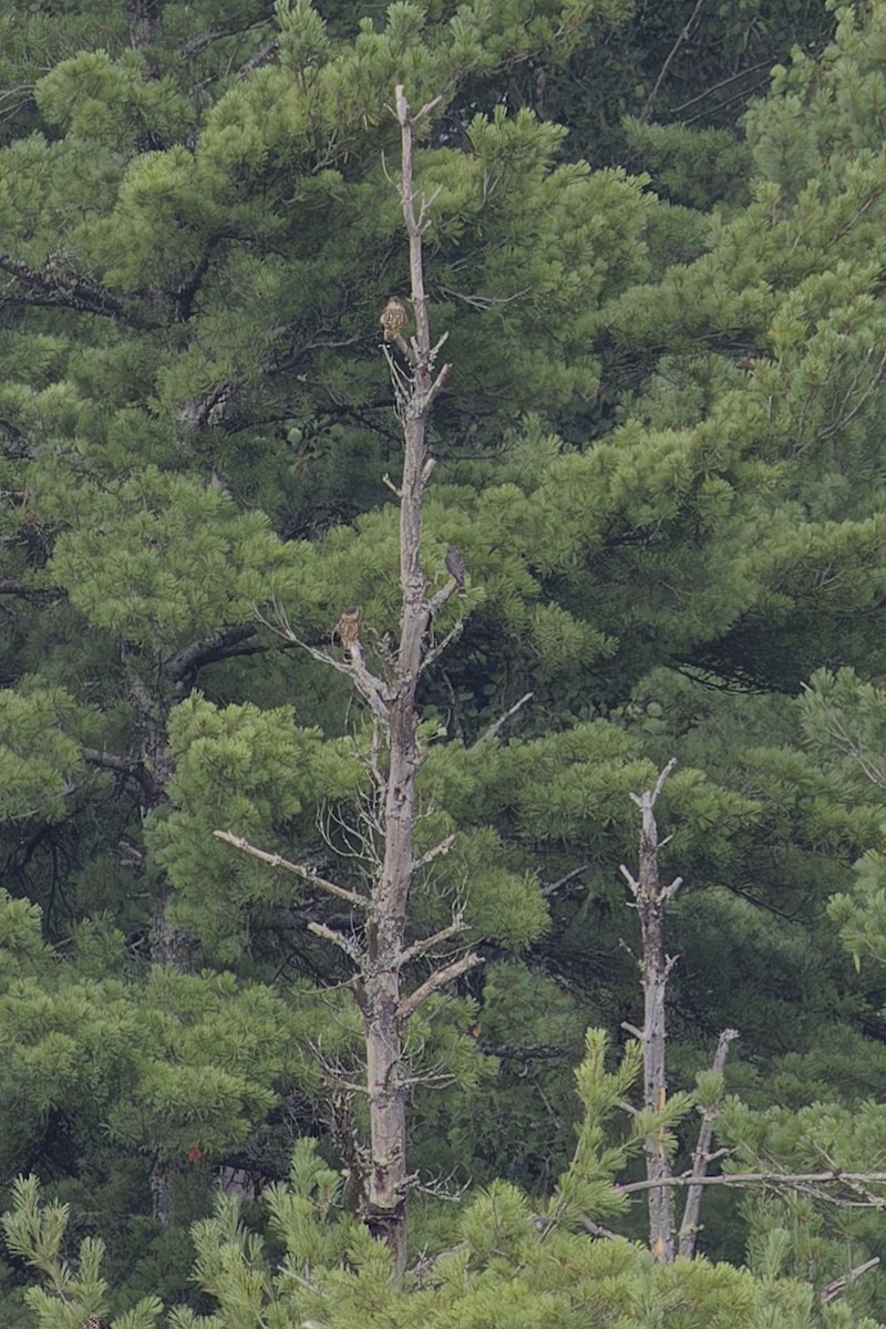 Merlin - ML621657271