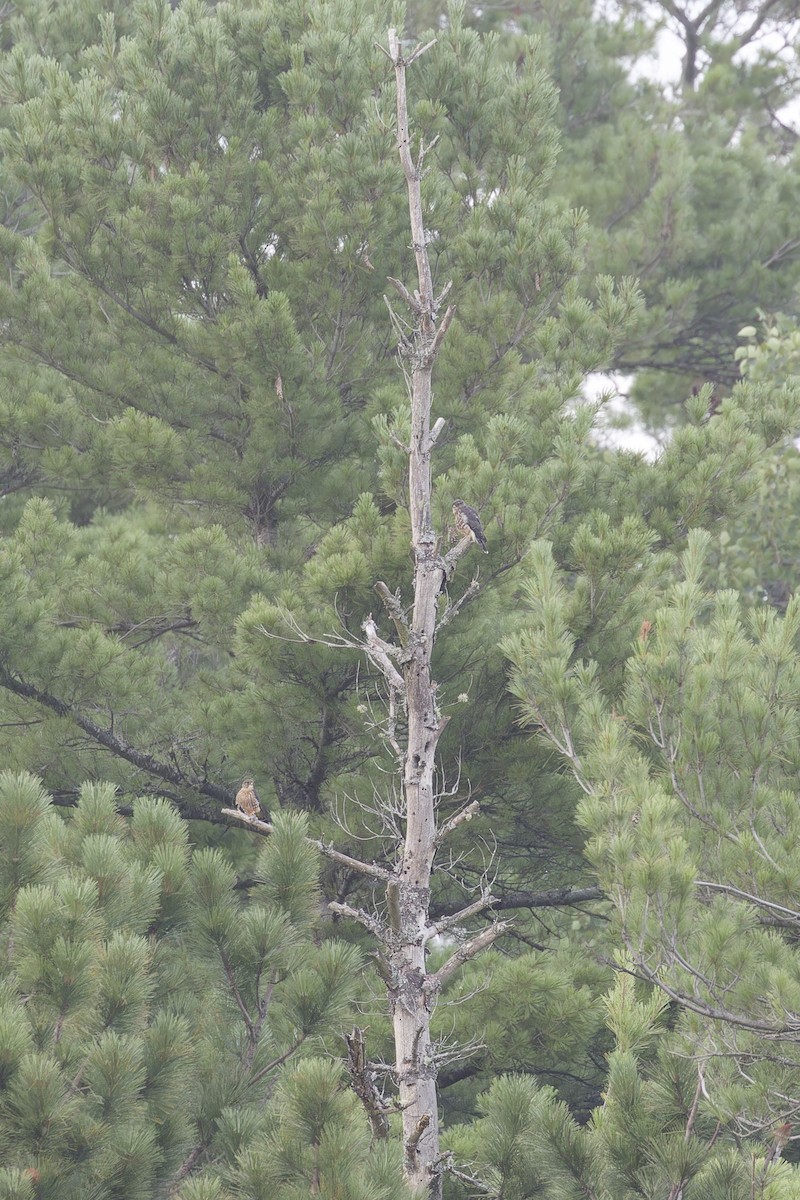 Merlin - ML621657272