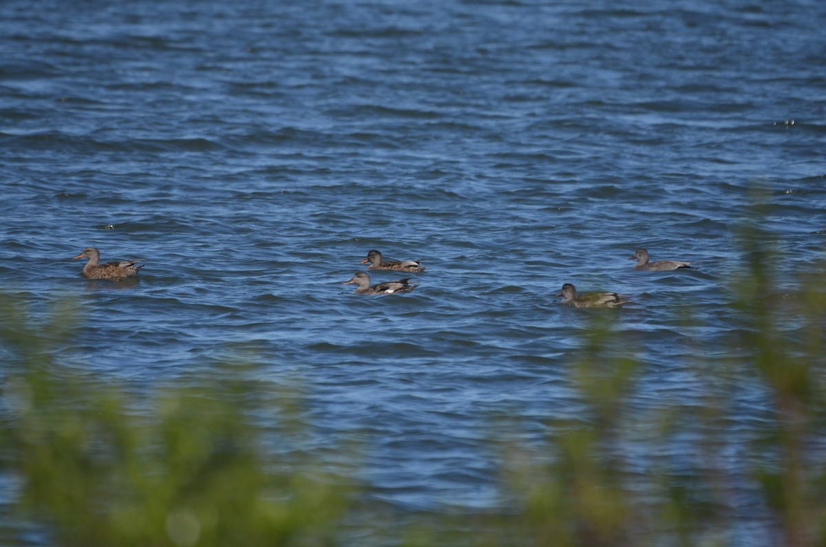 Canard chipeau - ML621657299