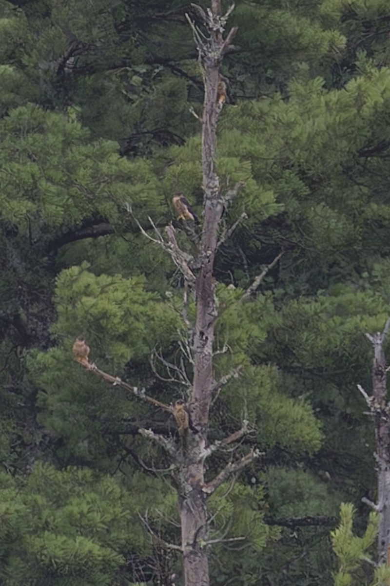 Merlin - ML621657318