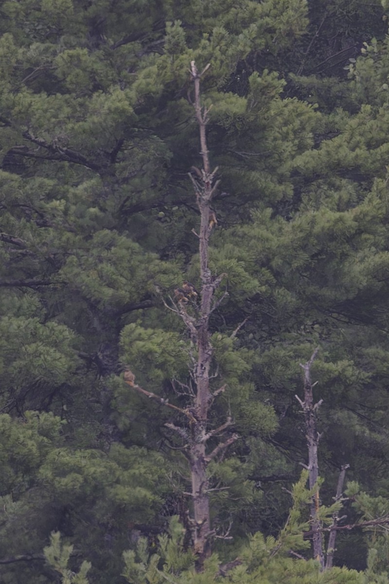 Merlin - ML621657319