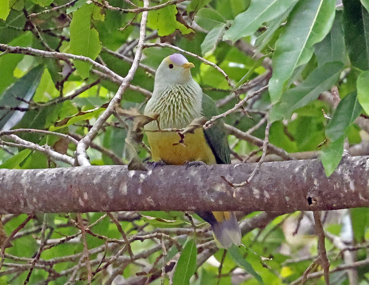 Raiatea Fruit-Dove - ML621657339