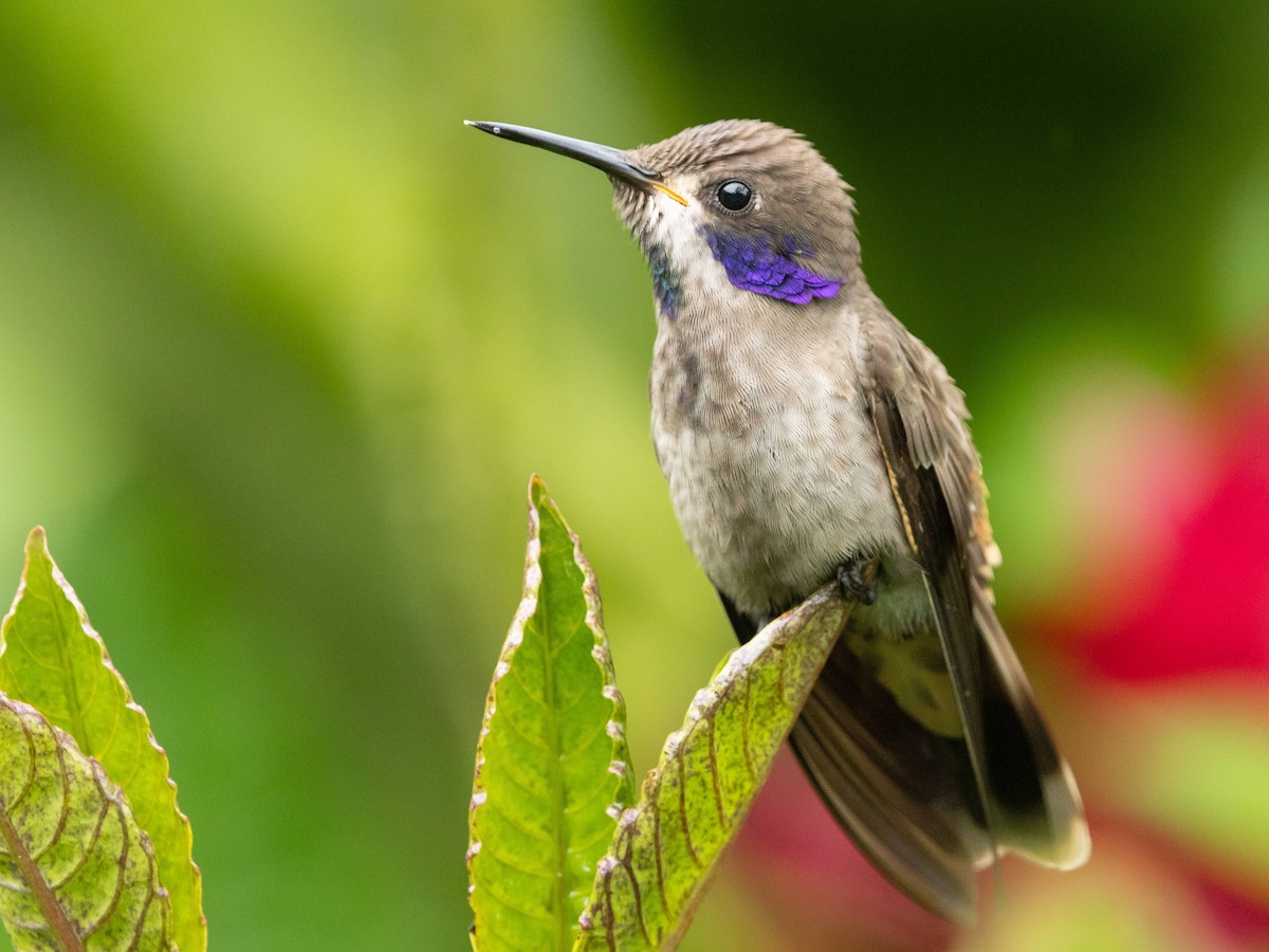 Brown Violetear - ML621657350