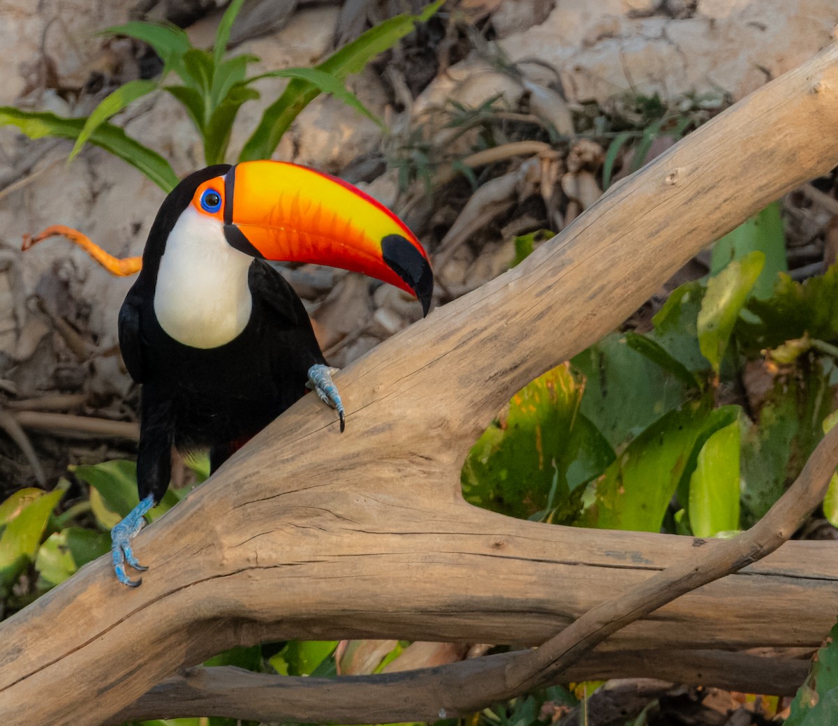 Toco Toucan - ML621657358