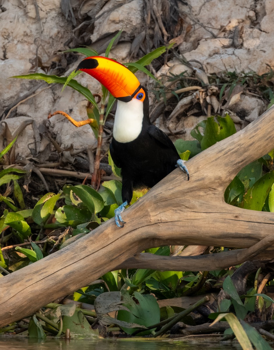 Toco Toucan - ML621657361