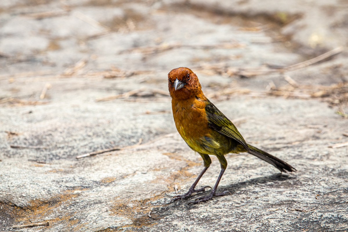 Ochre-breasted Brushfinch - ML621657473