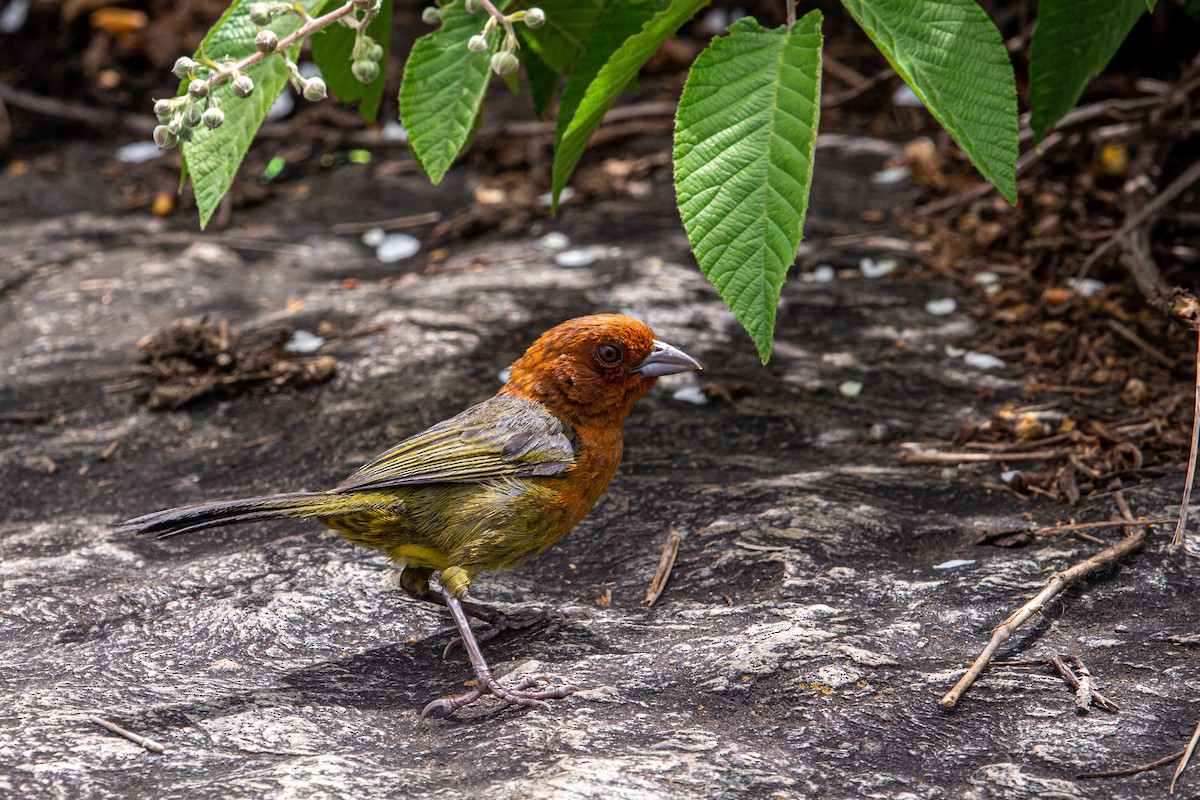 Ochre-breasted Brushfinch - ML621657474