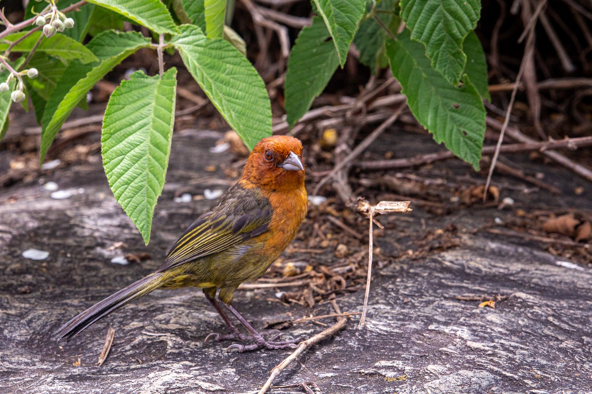 Ochre-breasted Brushfinch - ML621657475