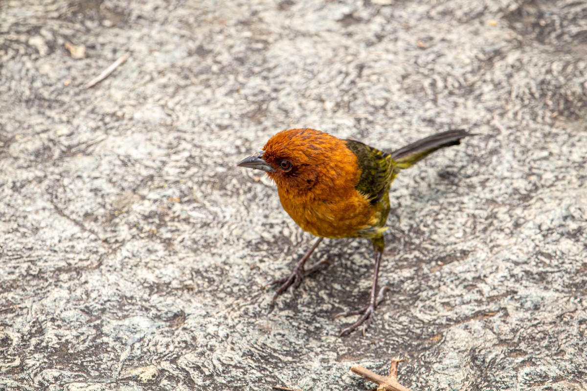 Ochre-breasted Brushfinch - ML621657476