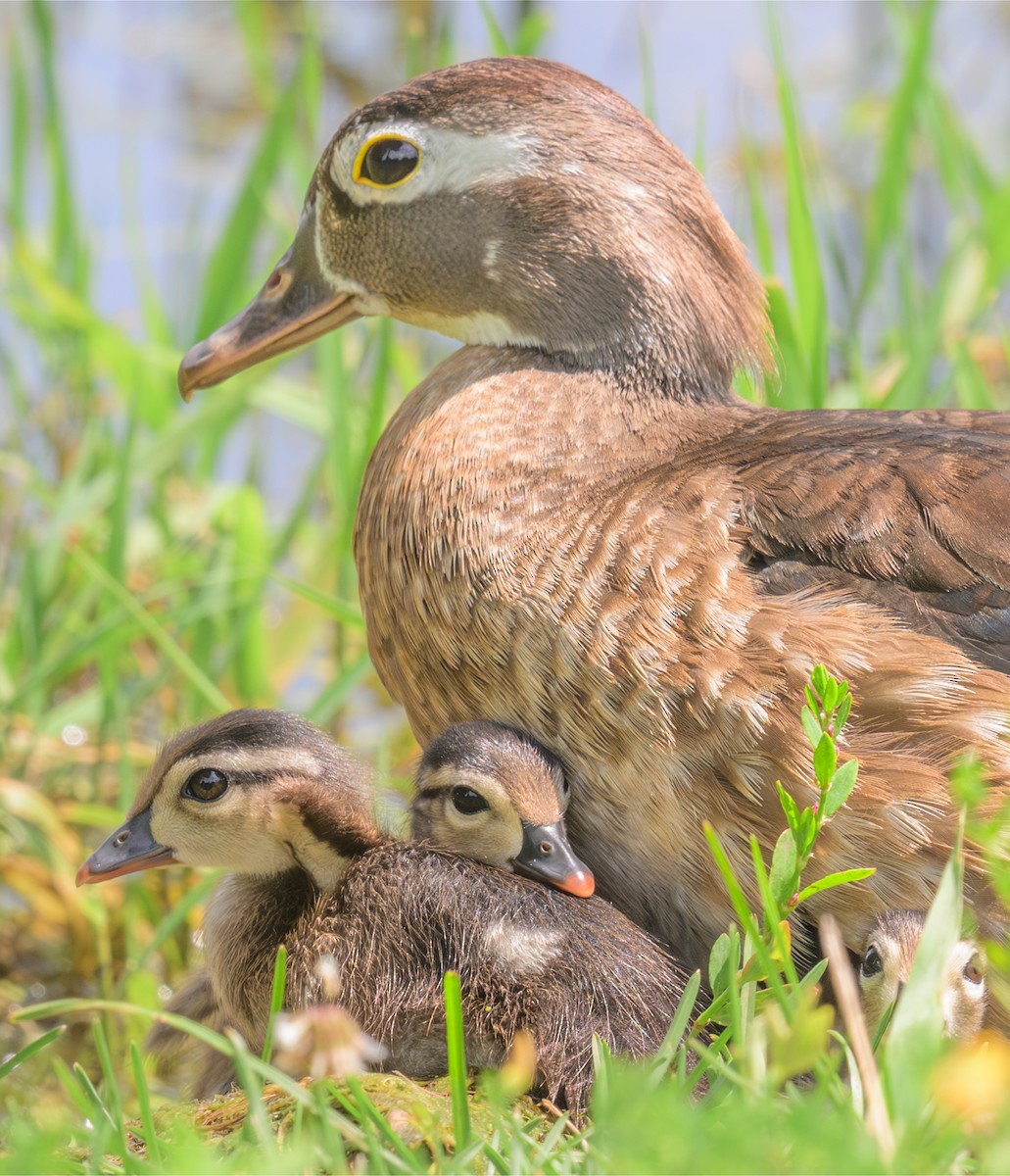 Wood Duck - ML621657483