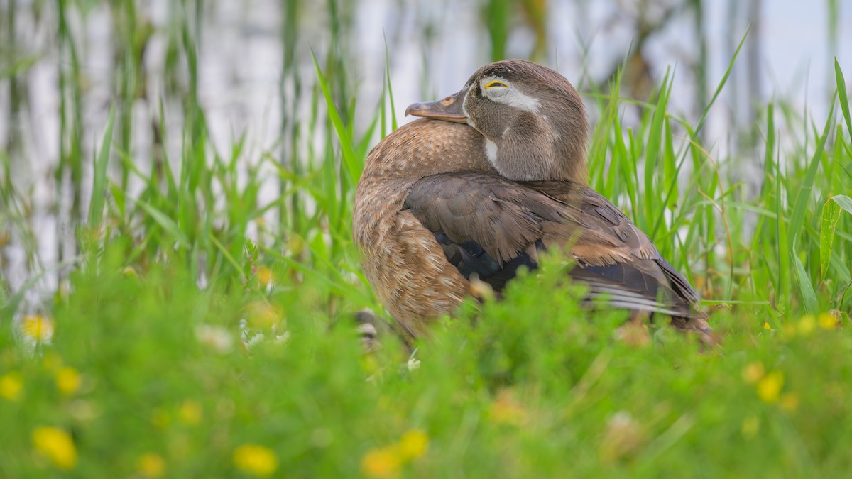 Wood Duck - ML621657484