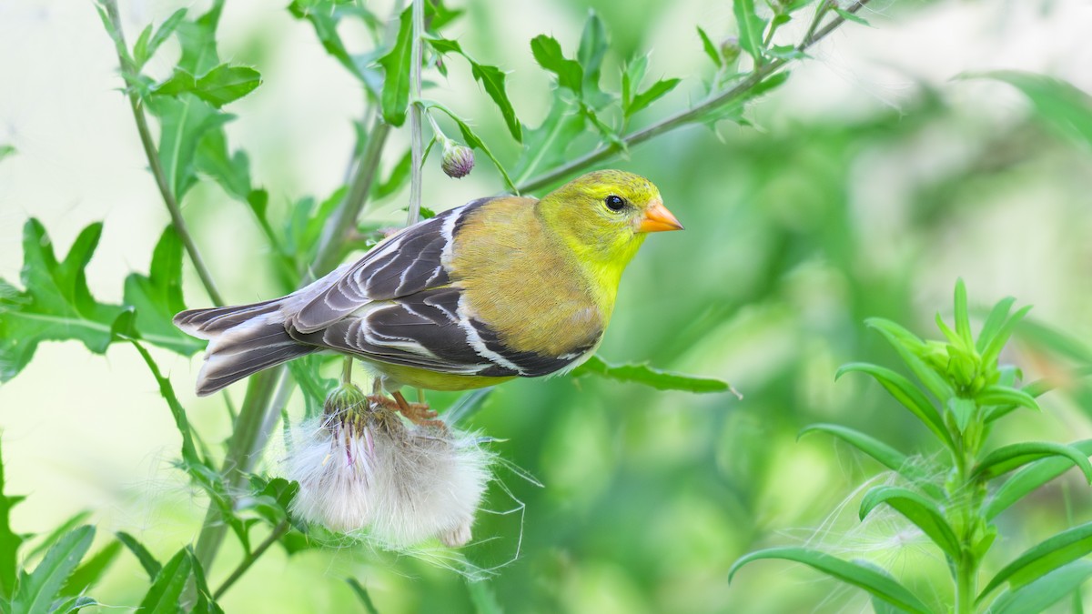 American Goldfinch - Nina Hale