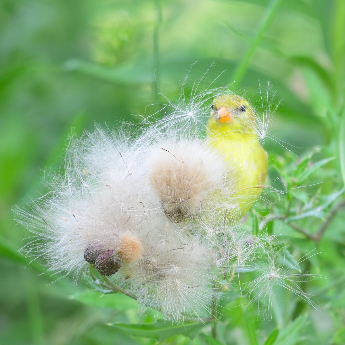 American Goldfinch - ML621657497