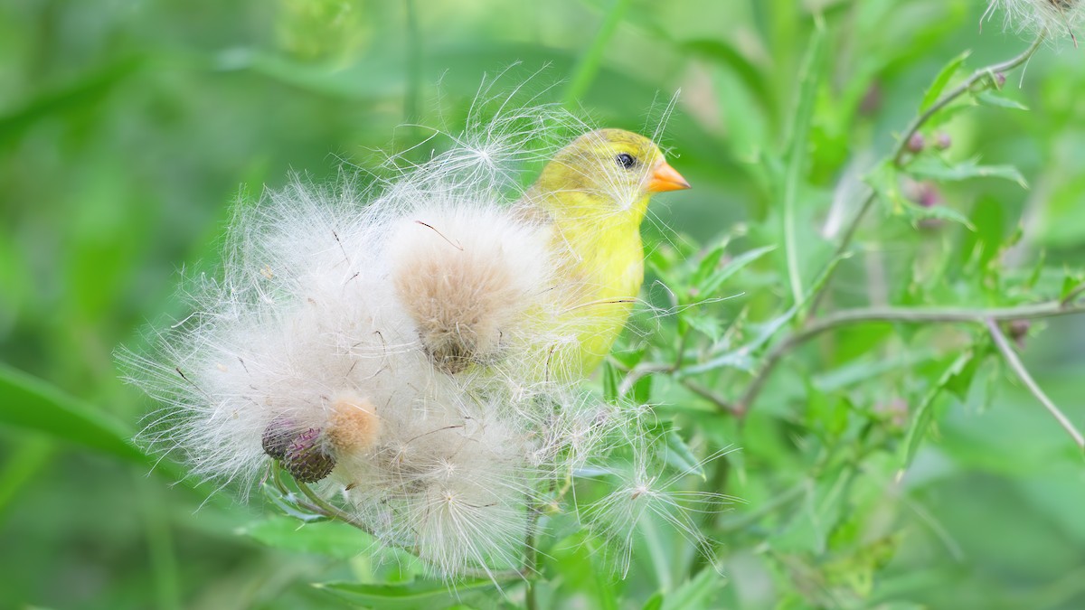 American Goldfinch - ML621657498