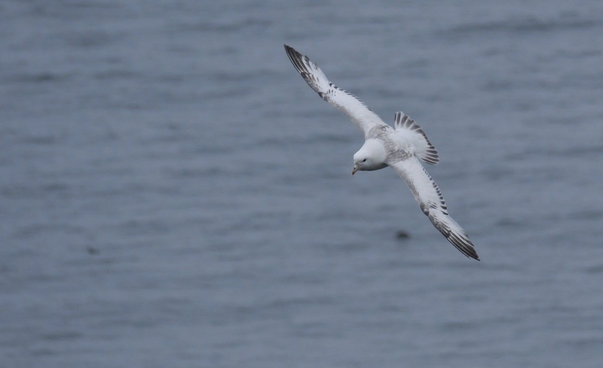 Northern Fulmar - ML621657509