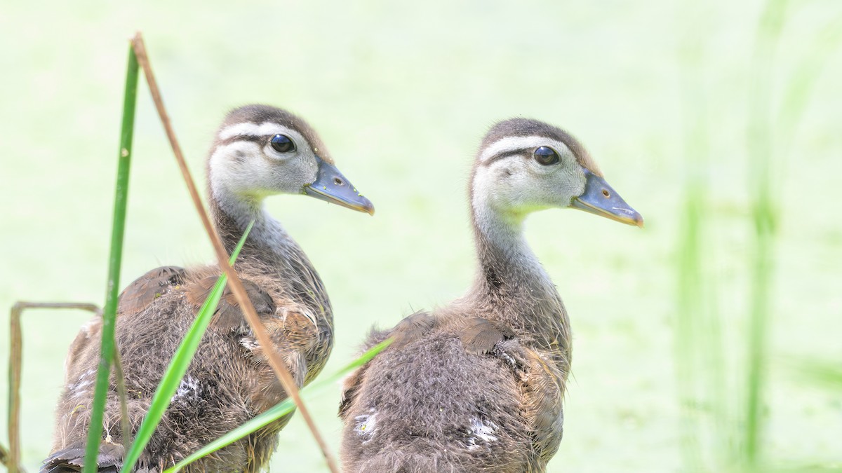 Wood Duck - ML621657520