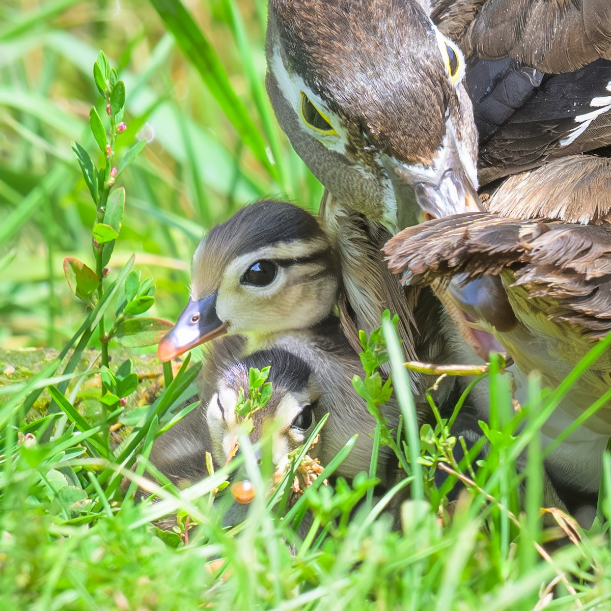 Wood Duck - Nina Hale