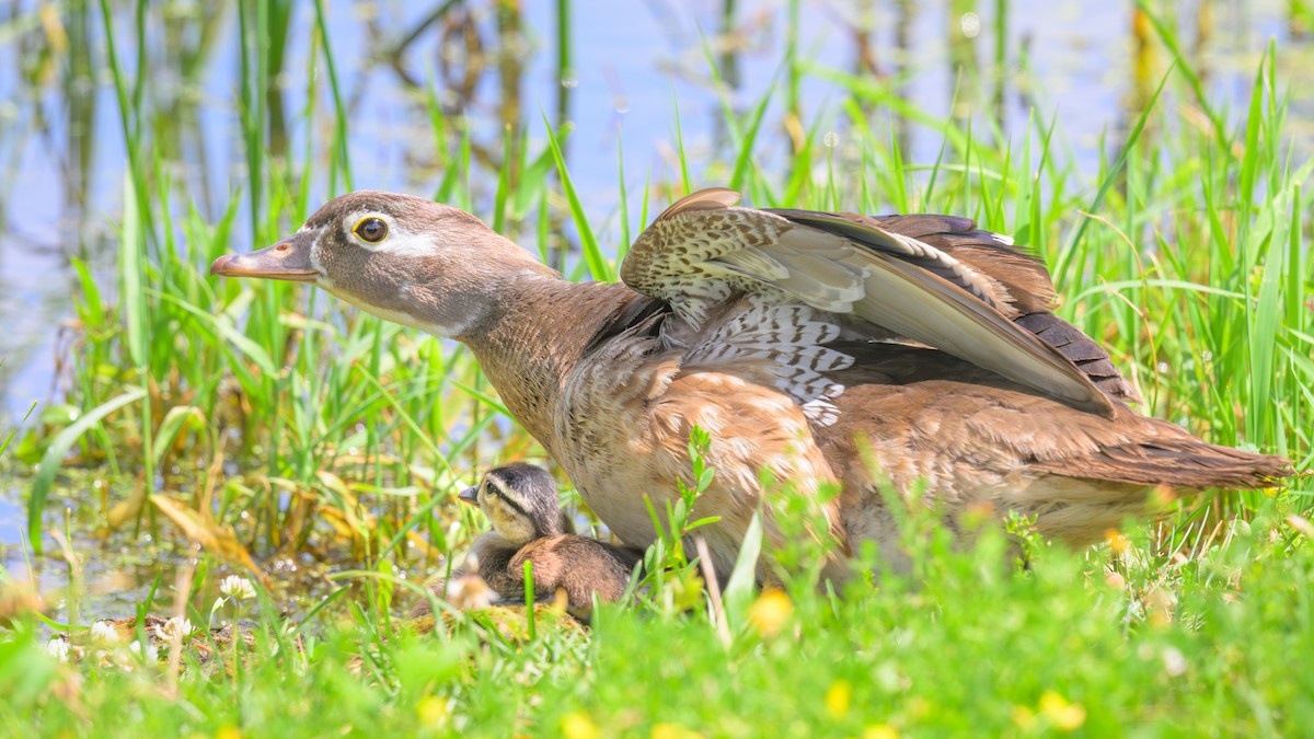 Wood Duck - ML621657523