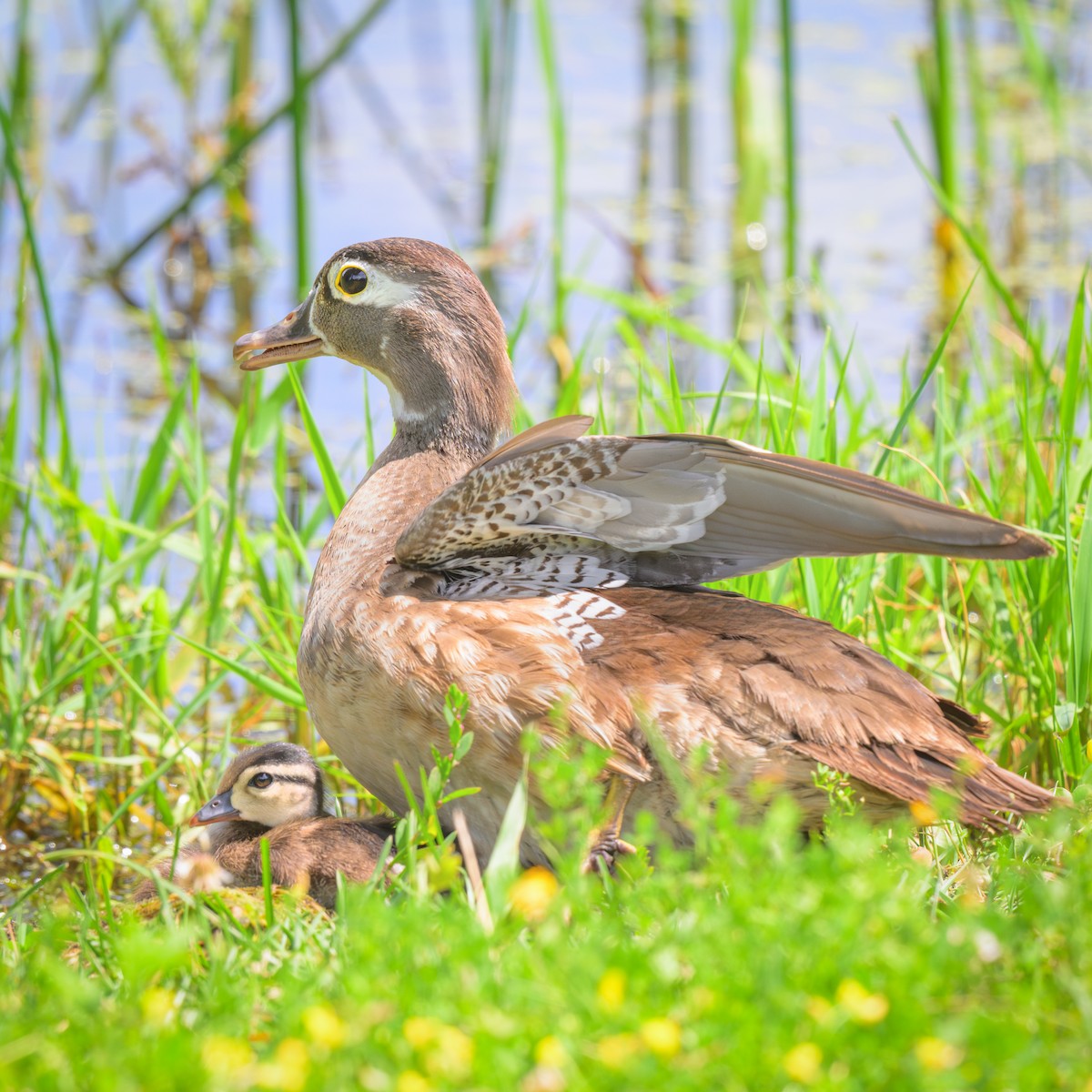 Wood Duck - ML621657524