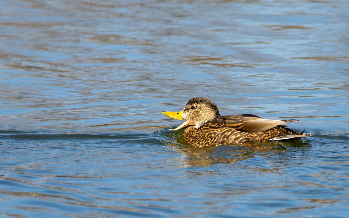 Mexican Duck - ML621657551