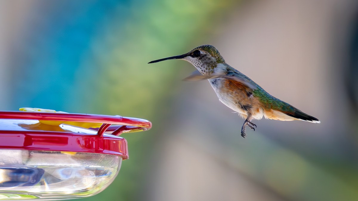 Rufous/Allen's Hummingbird - ML621657576