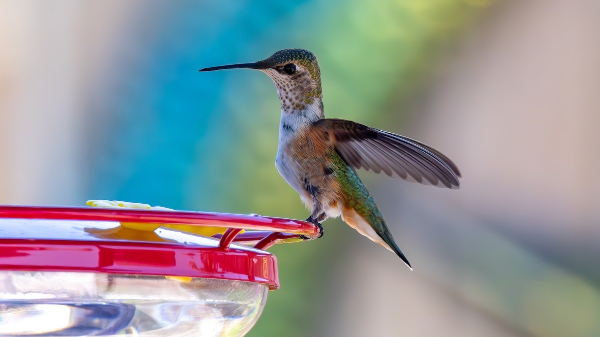 Rufous/Allen's Hummingbird - ML621657577