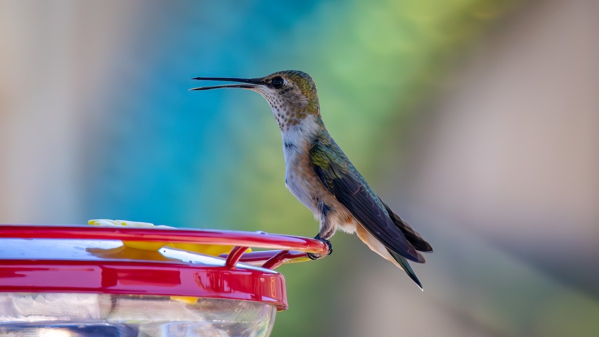 Rufous/Allen's Hummingbird - ML621657578