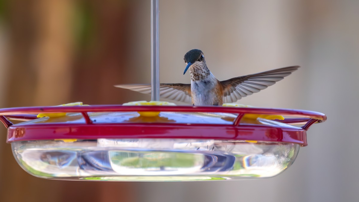 Rufous/Allen's Hummingbird - ML621657579