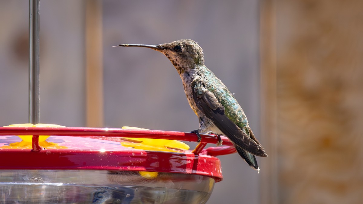 Anna's Hummingbird - ML621657581