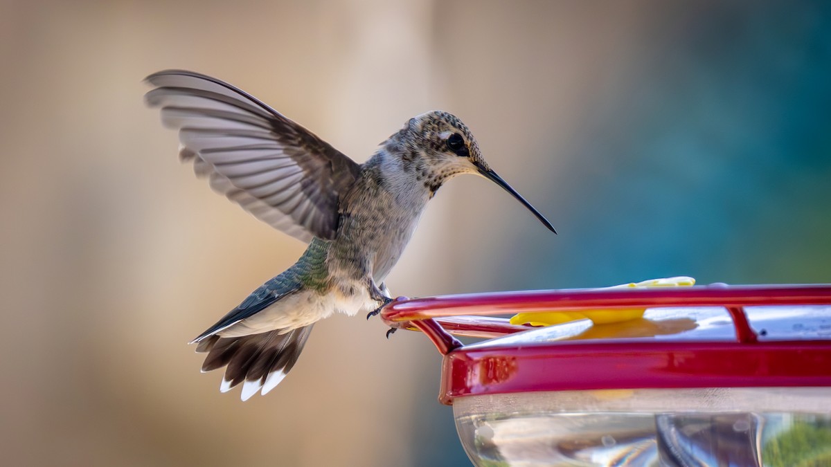 Black-chinned Hummingbird - ML621657583