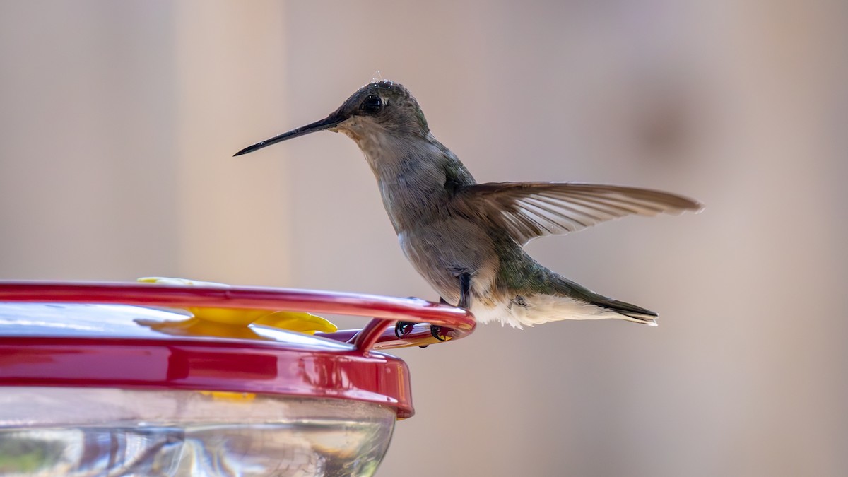 Black-chinned Hummingbird - ML621657588