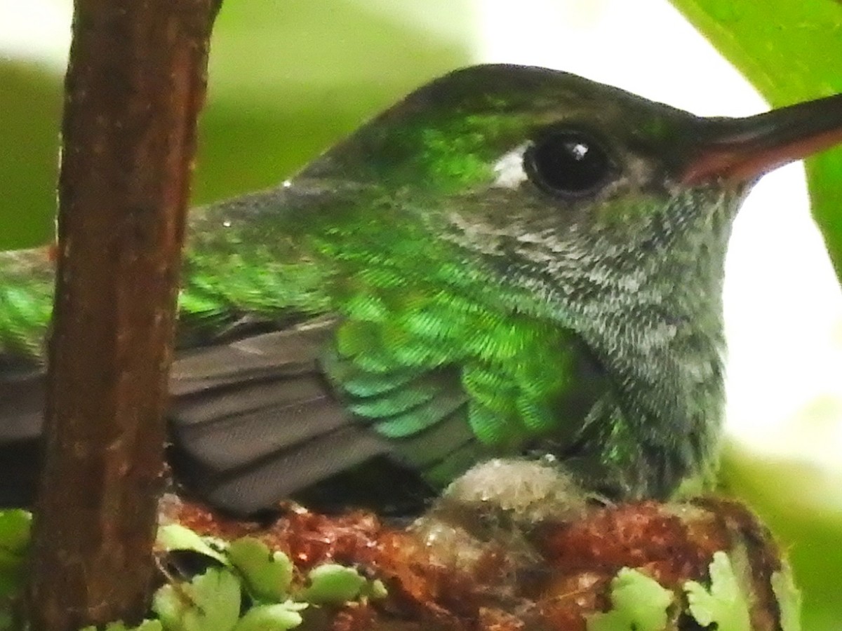 Glittering-throated Emerald - ML621657625