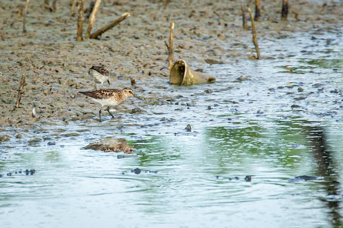 Least Sandpiper - ML621657767