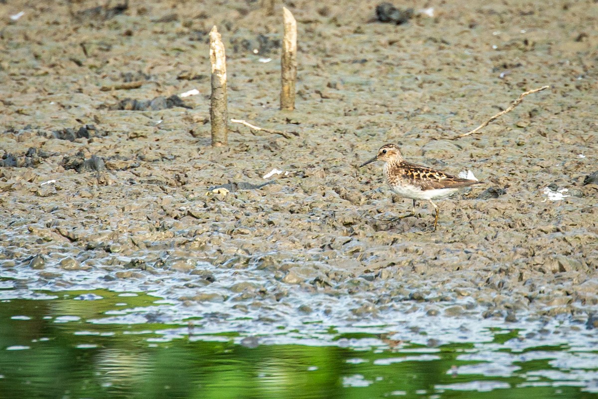 Least Sandpiper - ML621657769