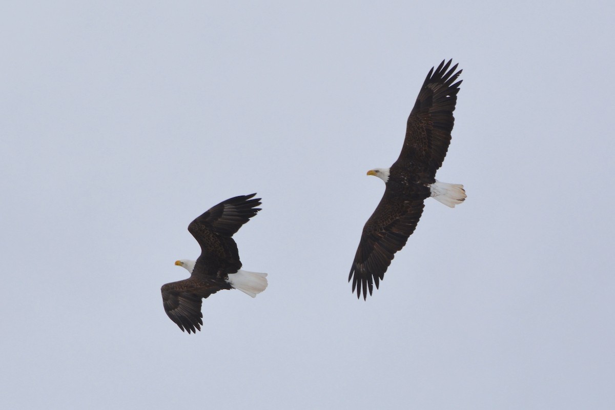 Bald Eagle - ML621657774