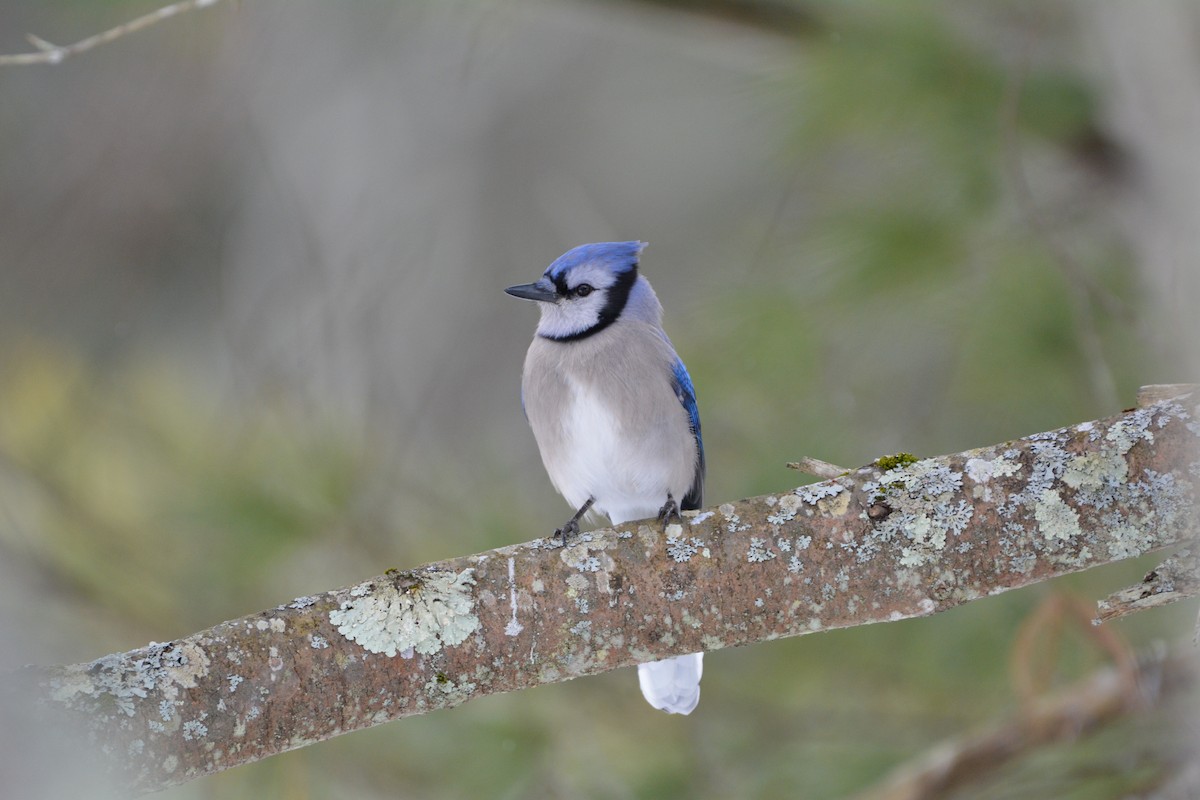 Blue Jay - ML621657784