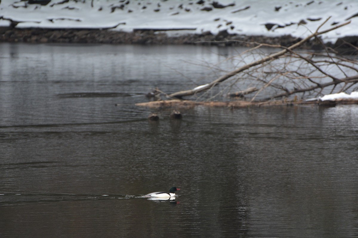 Common Merganser - ML621657844
