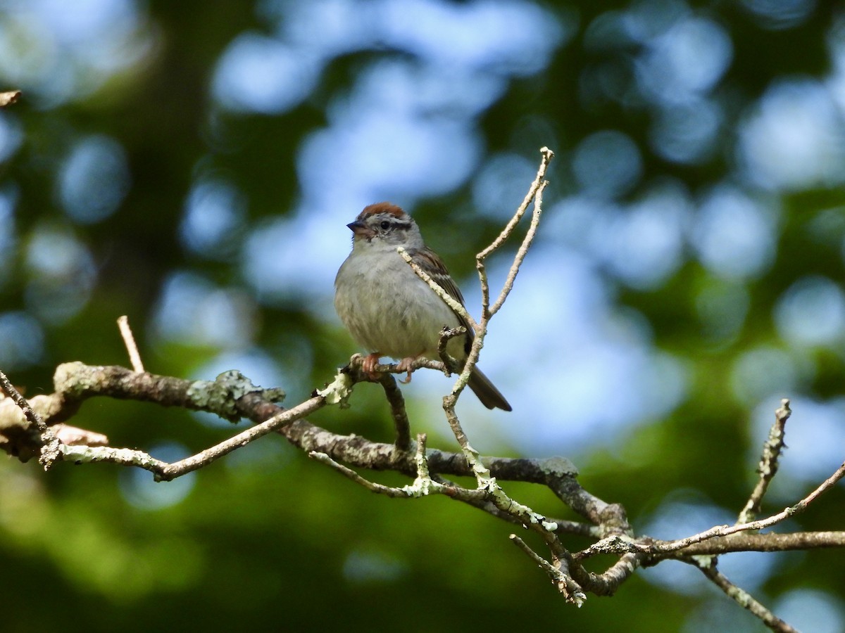 Chipping Sparrow - ML621657851