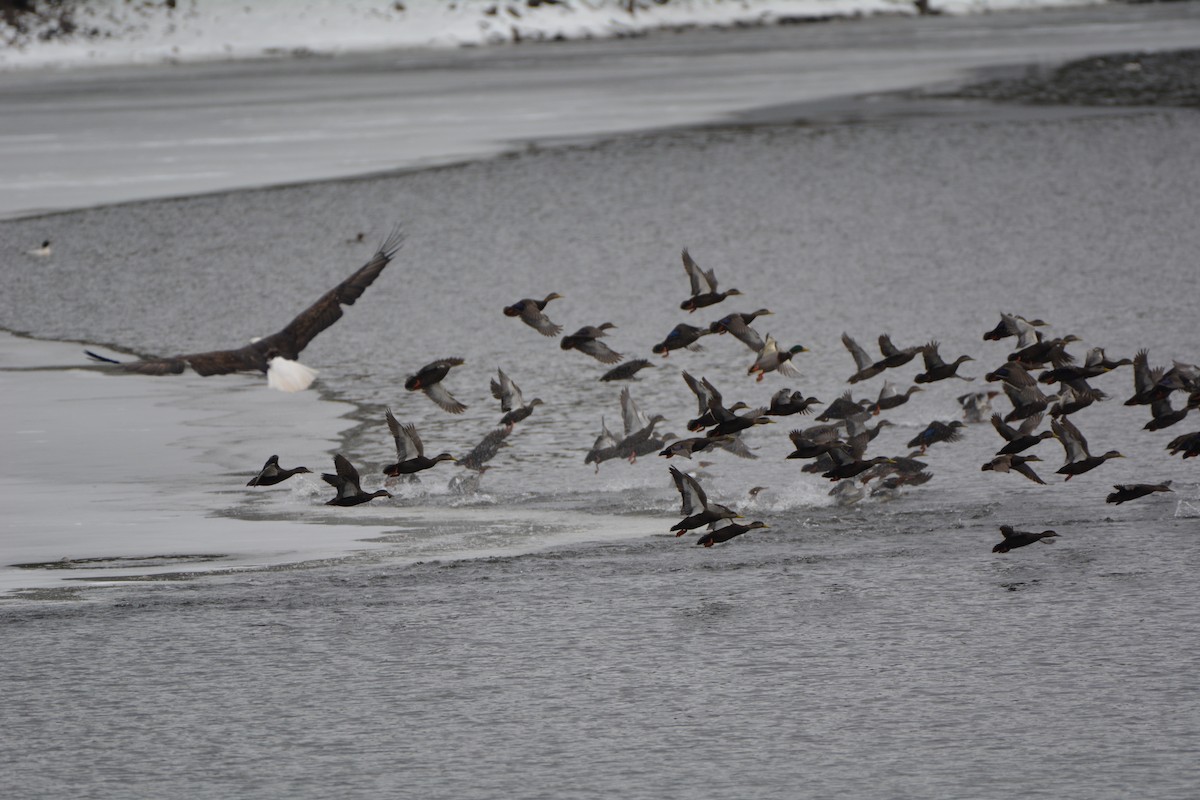 American Black Duck - ML621657854