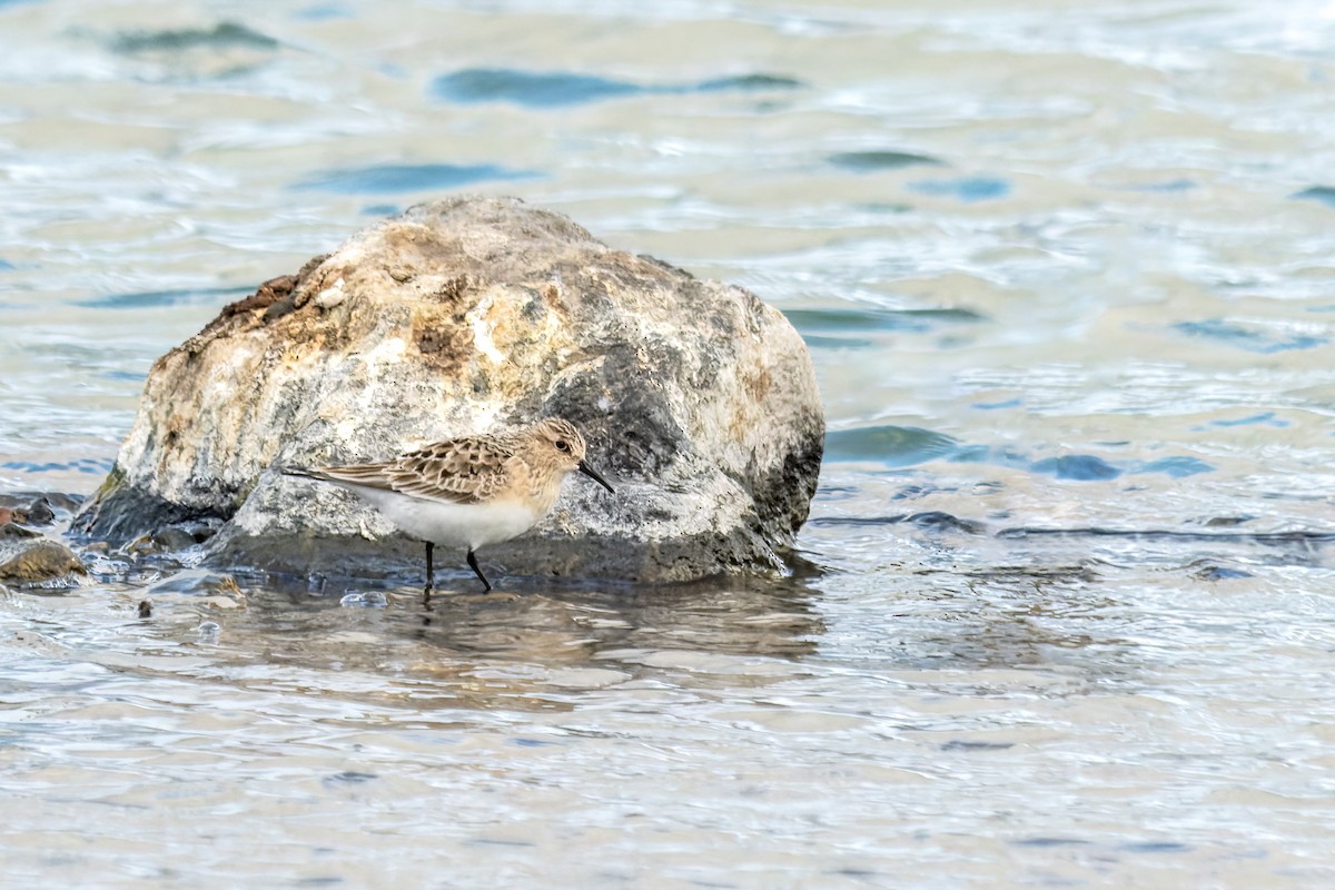 Baird's Sandpiper - ML621657874