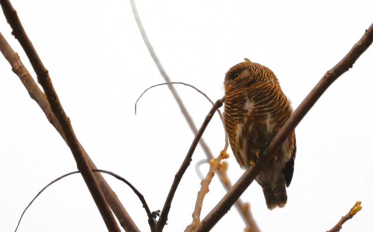 Collared Owlet - ML621657878