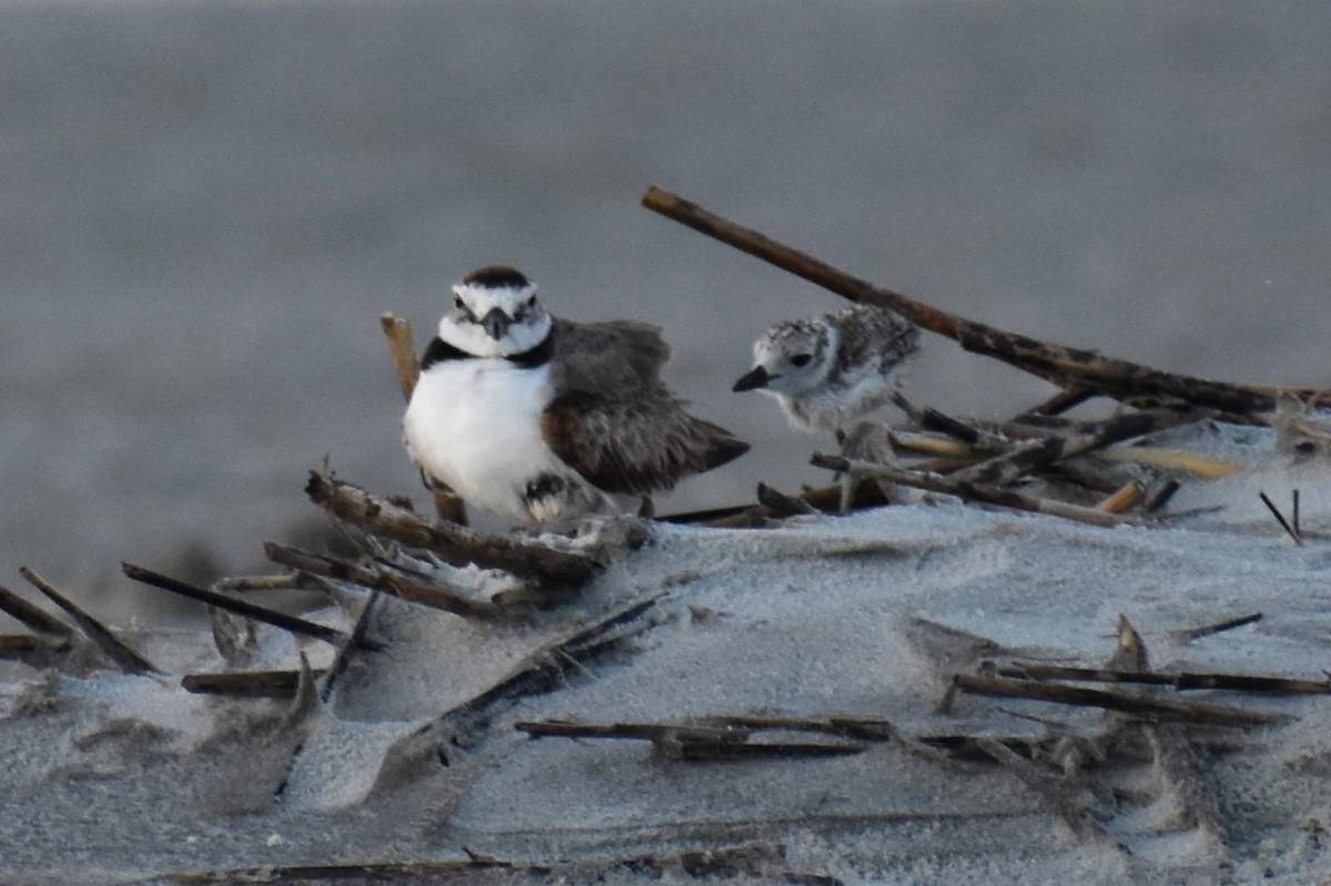 Wilson's Plover - Jim Offhaus