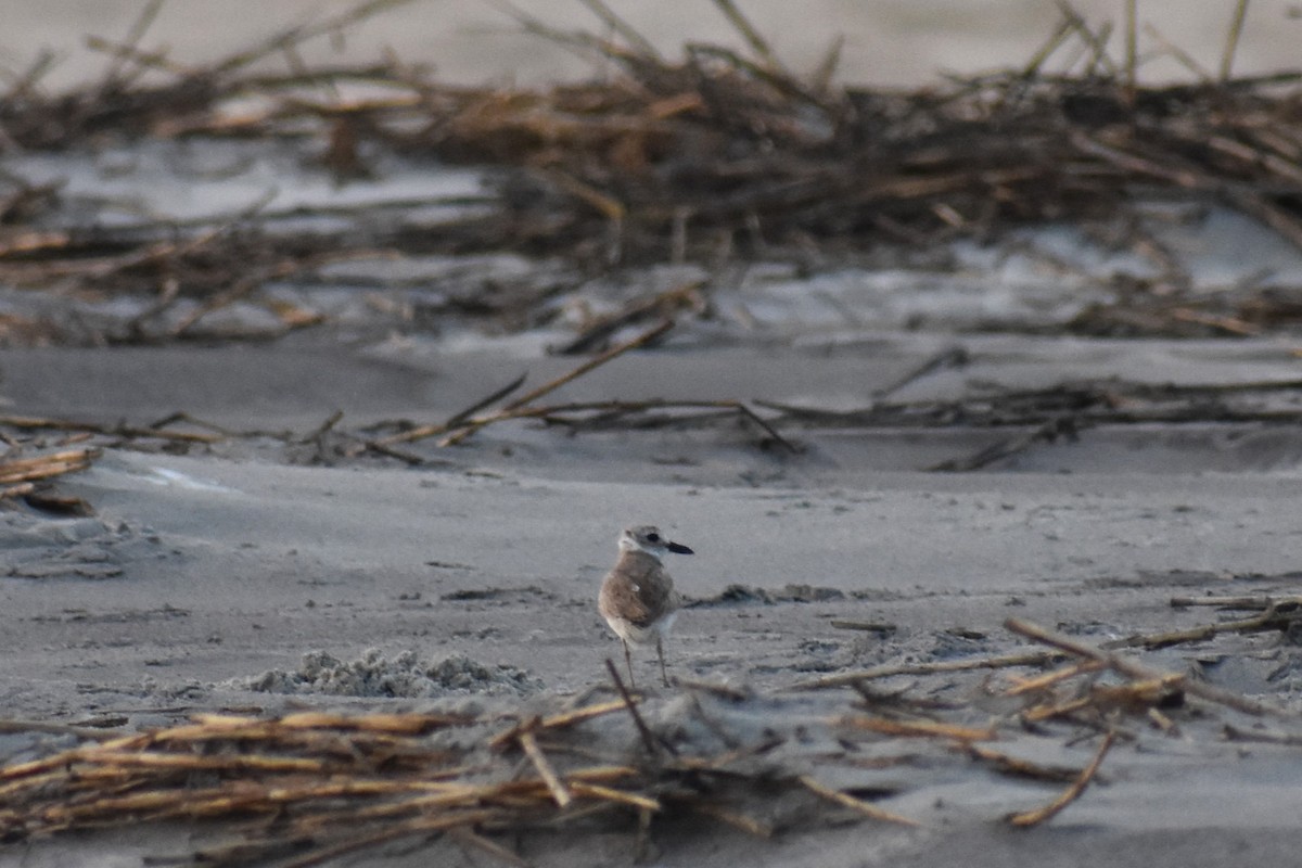 Wilson's Plover - ML621657944